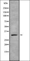  antibody, orb338280, Biorbyt, Western Blot image 