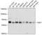 NEDD8 Activating Enzyme E1 Subunit 1 antibody, GTX66438, GeneTex, Western Blot image 