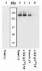 c-Kit antibody, GTX25634, GeneTex, Western Blot image 