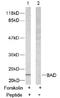 BCL2 Associated Agonist Of Cell Death antibody, AP02603PU-N, Origene, Western Blot image 