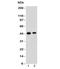 F-Box Protein 5 antibody, 33-932, ProSci, Western Blot image 