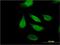 Ribosomal RNA-processing protein 44 antibody, H00022894-M01, Novus Biologicals, Immunofluorescence image 