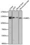 NEDD4 Binding Protein 1 antibody, A8474, ABclonal Technology, Western Blot image 