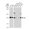 BCL2 Associated Agonist Of Cell Death antibody, GTX09508, GeneTex, Western Blot image 