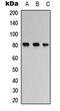 Microtubule Associated Protein Tau antibody, orb256674, Biorbyt, Western Blot image 