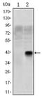 Oligodendrocyte Transcription Factor 2 antibody, AM06579SU-N, Origene, Western Blot image 