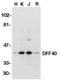 DNA Fragmentation Factor Subunit Beta antibody, NBP1-76948, Novus Biologicals, Western Blot image 