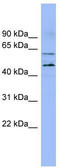 Lipase Maturation Factor 1 antibody, TA338618, Origene, Western Blot image 