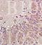 Neuropeptide Y Receptor Y1 antibody, orb11156, Biorbyt, Immunohistochemistry paraffin image 