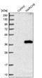  antibody, NBP1-85540, Novus Biologicals, Western Blot image 