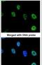 Nuclear RNA Export Factor 1 antibody, PA5-21415, Invitrogen Antibodies, Immunofluorescence image 