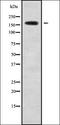 Homeobox protein Nkx-6.1 antibody, orb338385, Biorbyt, Western Blot image 