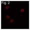 CCAAT Enhancer Binding Protein Beta antibody, MA1-826, Invitrogen Antibodies, Immunofluorescence image 