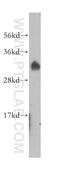Androgen Induced 1 antibody, 14468-1-AP, Proteintech Group, Western Blot image 
