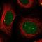 MB1 antibody, HPA061796, Atlas Antibodies, Immunofluorescence image 