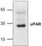Plasminogen Activator, Urokinase Receptor antibody, TA318957, Origene, Western Blot image 