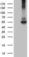 Ring Finger Protein 149 antibody, TA810424, Origene, Western Blot image 