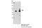 Proprotein Convertase Subtilisin/Kexin Type 2 antibody, 14013S, Cell Signaling Technology, Immunoprecipitation image 