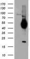 Lyt-1 antibody, CF501334, Origene, Western Blot image 