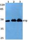 Farnesyltransferase, CAAX Box, Beta antibody, PA5-75423, Invitrogen Antibodies, Western Blot image 