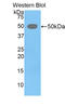 Lefty protein antibody, LS-C304198, Lifespan Biosciences, Western Blot image 