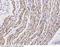 Pep antibody, 100363-T08, Sino Biological, Immunohistochemistry frozen image 