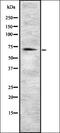 Cell Division Cycle 34 antibody, orb337317, Biorbyt, Western Blot image 