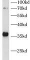 Cell Division Cycle Associated 5 antibody, FNab01542, FineTest, Western Blot image 