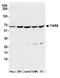 YARS antibody, A305-064A, Bethyl Labs, Western Blot image 