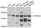 Cholesterol 24-hydroxylase antibody, PA5-76421, Invitrogen Antibodies, Western Blot image 