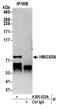 HMG-Box Containing 4 antibody, A305-022A, Bethyl Labs, Immunoprecipitation image 