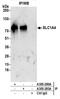 Neutral amino acid transporter A antibody, A305-280A, Bethyl Labs, Immunoprecipitation image 