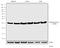 Ribosomal Protein S6 antibody, 701845, Invitrogen Antibodies, Western Blot image 
