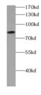 Cadherin Like And PC-Esterase Domain Containing 1 antibody, FNab01138, FineTest, Western Blot image 
