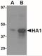 Avian Influenza Hemagglutinin 3 antibody, NBP2-41065, Novus Biologicals, Western Blot image 