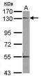 CD304 antibody, PA5-29860, Invitrogen Antibodies, Western Blot image 