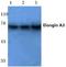 Elongin A3 antibody, A31717, Boster Biological Technology, Western Blot image 