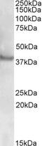 Triggering Receptor Expressed On Myeloid Cells Like 1 antibody, 43-128, ProSci, Western Blot image 