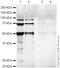 SEMA7A antibody, ab23578, Abcam, Western Blot image 