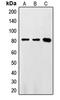 FAST Kinase Domains 2 antibody, MBS821125, MyBioSource, Western Blot image 