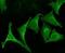 Calnexin antibody, orb96371, Biorbyt, Immunofluorescence image 