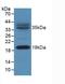 NADH:Ubiquinone Oxidoreductase Subunit AB1 antibody, LS-C292632, Lifespan Biosciences, Western Blot image 