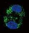 Carnitine O-palmitoyltransferase 2, mitochondrial antibody, 61-416, ProSci, Immunofluorescence image 