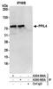 Peptidylprolyl Isomerase Like 4 antibody, A304-965A, Bethyl Labs, Immunoprecipitation image 