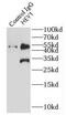 Hairy/enhancer-of-split related with YRPW motif protein 1 antibody, FNab03849, FineTest, Immunoprecipitation image 