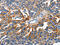 Claudin 1 antibody, CSB-PA909627, Cusabio, Immunohistochemistry paraffin image 