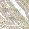 Sarcoglycan Delta antibody, A6980, ABclonal Technology, Immunohistochemistry paraffin image 