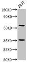 LIM Domain Containing Preferred Translocation Partner In Lipoma antibody, LS-C670603, Lifespan Biosciences, Western Blot image 
