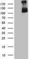 HGFIN antibody, TA807766, Origene, Western Blot image 