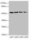 Tripartite Motif Containing 38 antibody, A61502-100, Epigentek, Western Blot image 